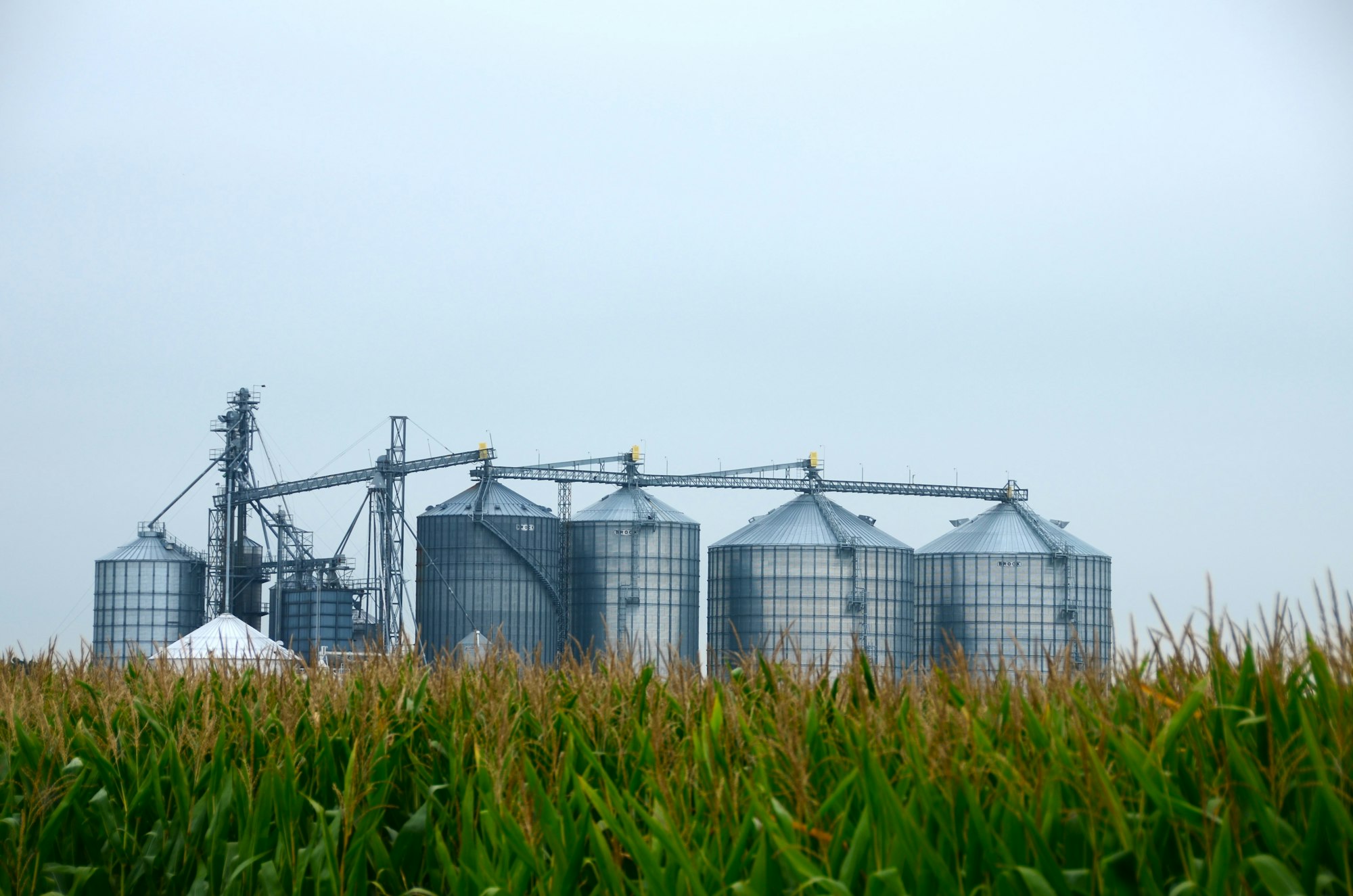 Getreidesilos hinter einem Maisfeld